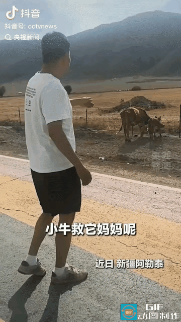 新疆阿勒泰路边，一头母牛被铁丝网卡了好几天，瘦得皮包骨，小牛急得直叫，接下来的一