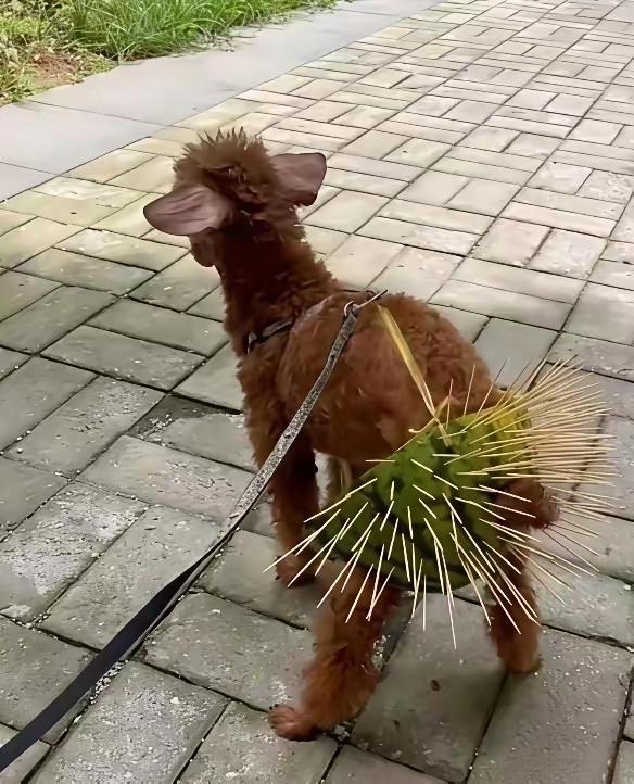 这是干什么用的？