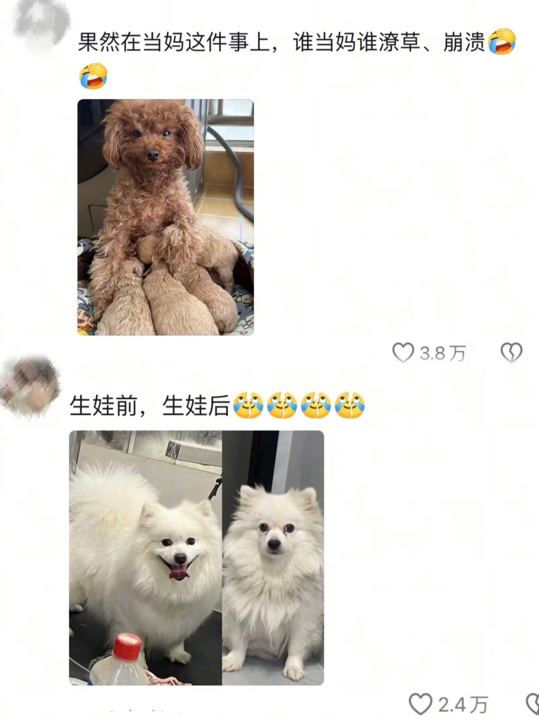 狗狗生娃前VS生娃后，原来当妈的沧桑不分物种