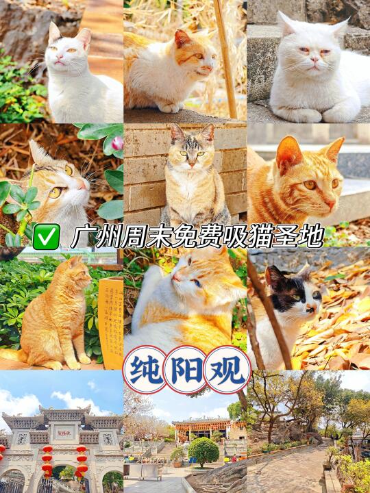广州纯阳观🐱喵星人道观❗️不花钱玩一天
