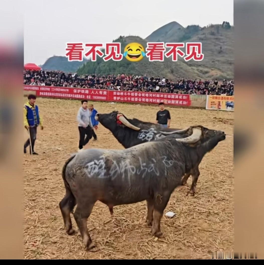 斗牛现场，两头牛不想打架，都装作看不到对方，只是在里面转圈圈！