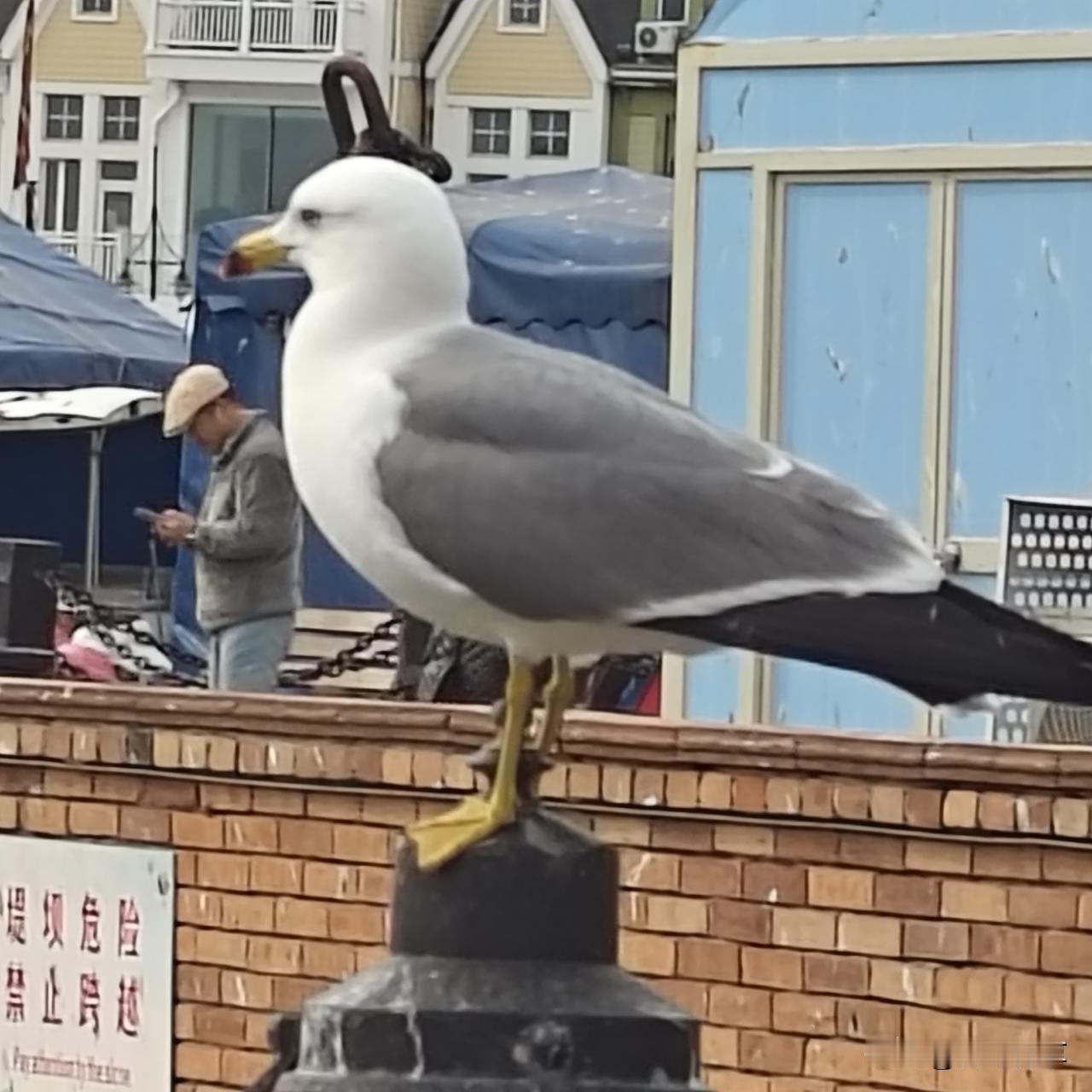 想看海鸥的人，推荐去大连老虎滩，还有新鲜海胆，十五两个，现开现吃。大连老虎滩的海