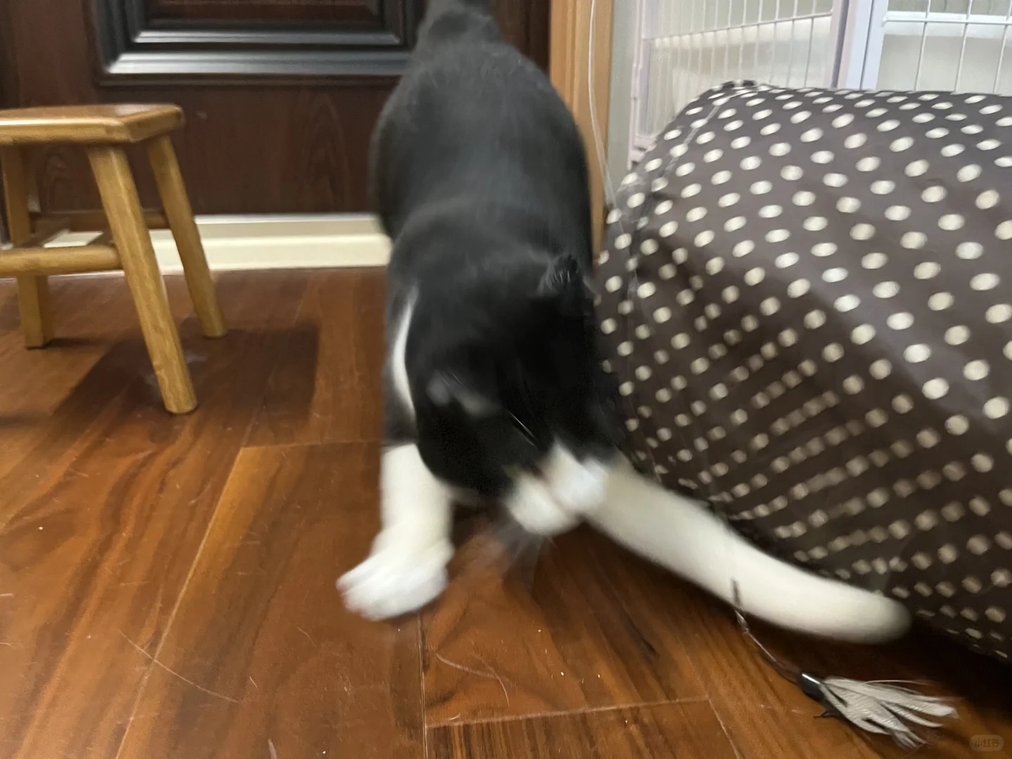 请看胖猫咪的速度，另一只更快我拍不到😢