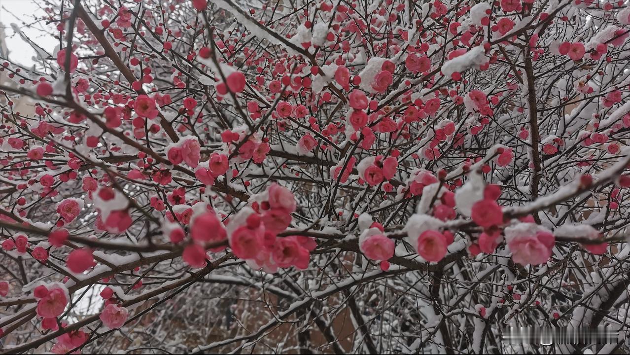 #上联: 朵朵红梅迎飞雪，求下联#片片绿叶霖细雨。