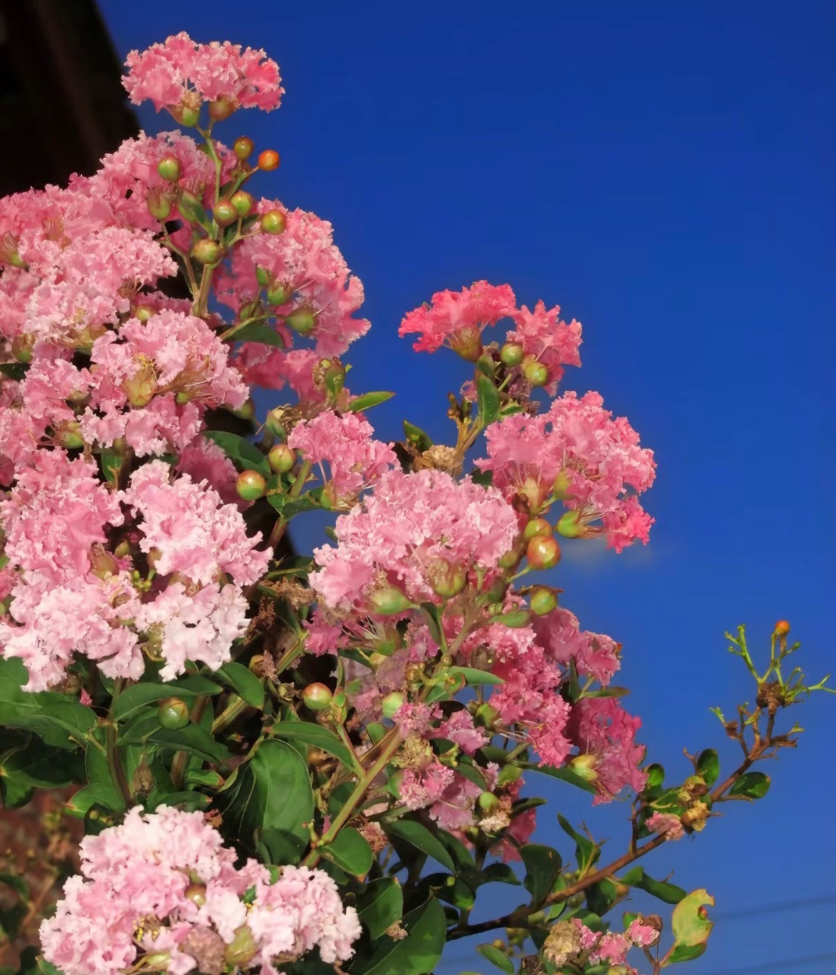 紫薇花1. 栽培方式：园土+腐叶土+粗沙，普通疏松透气土；木质乔木根系深，适合地