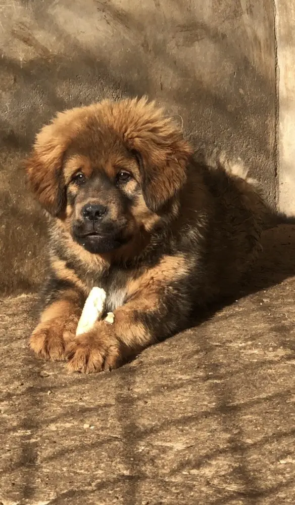 好獒分享。