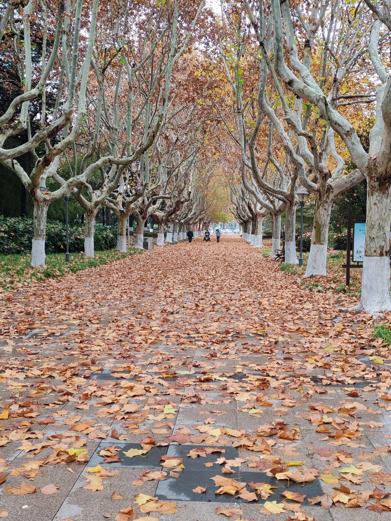 落叶前天全国大部分降温5一10度，北方飘雪花，老徐这南秀北雄之地，楚风汉韵之乡，