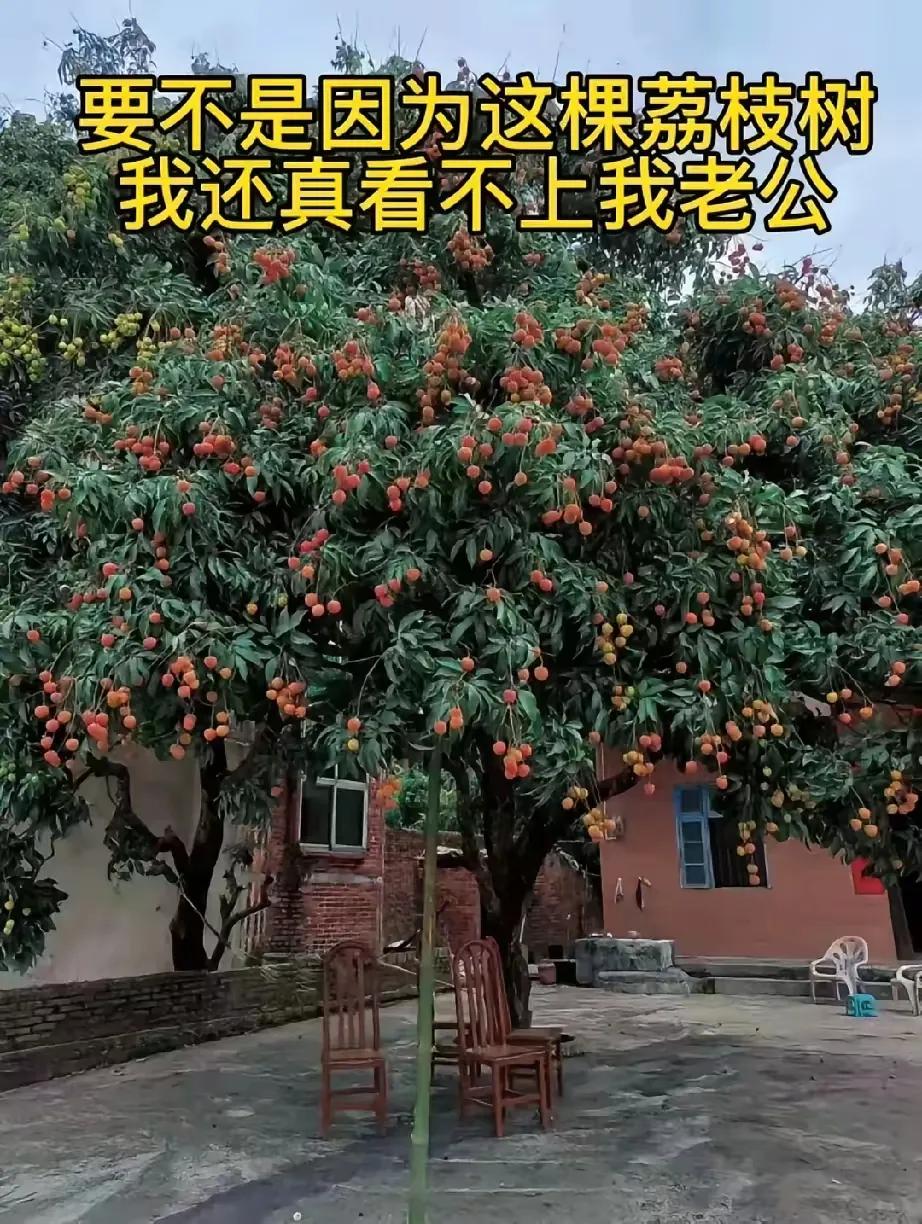 原来荔枝树的诱惑力这么大，一颗荔枝树在广东真的可以娶到一个媳妇吗[捂脸]不可能吧