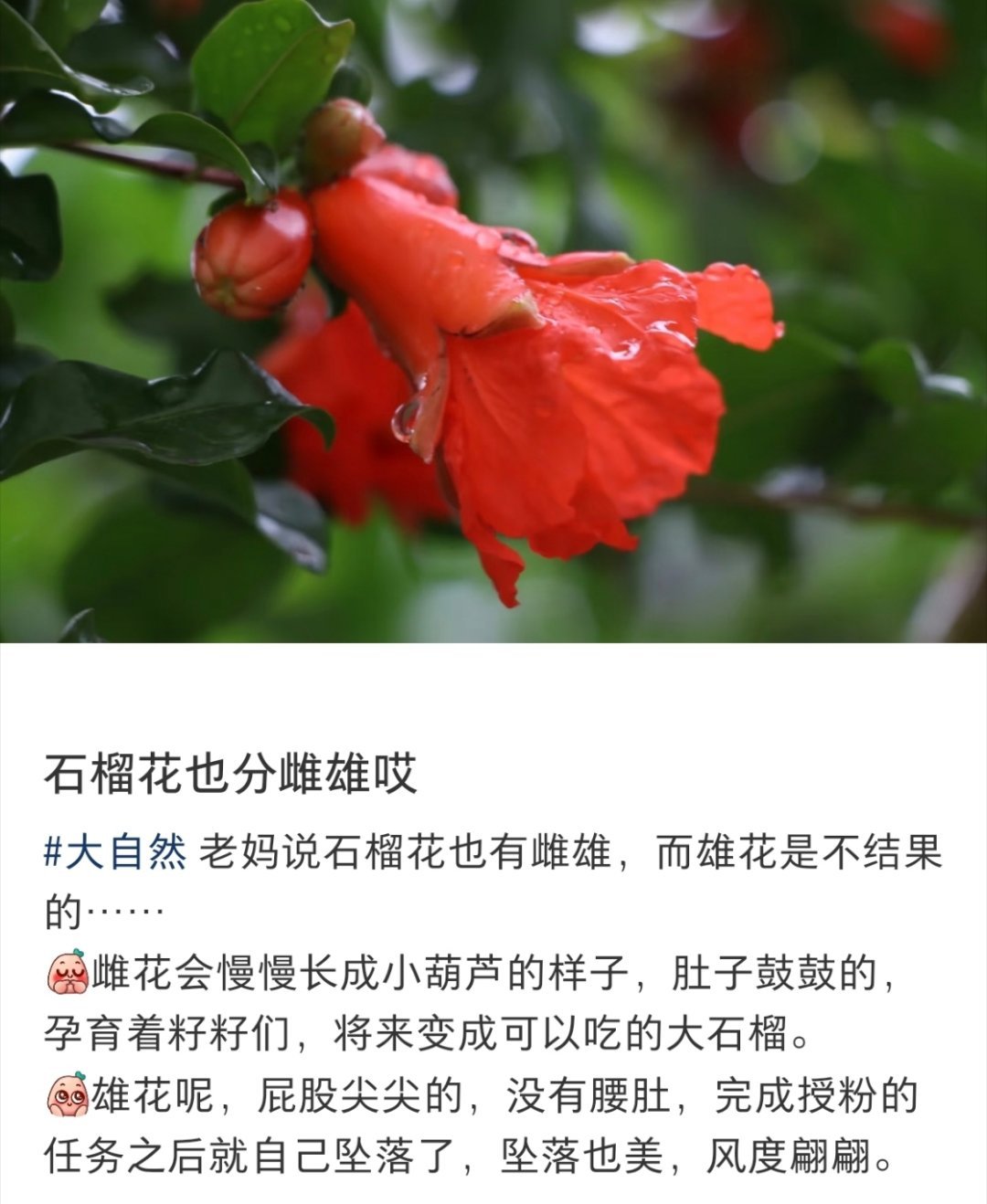 才知道石榴花是分性别的 ​​​