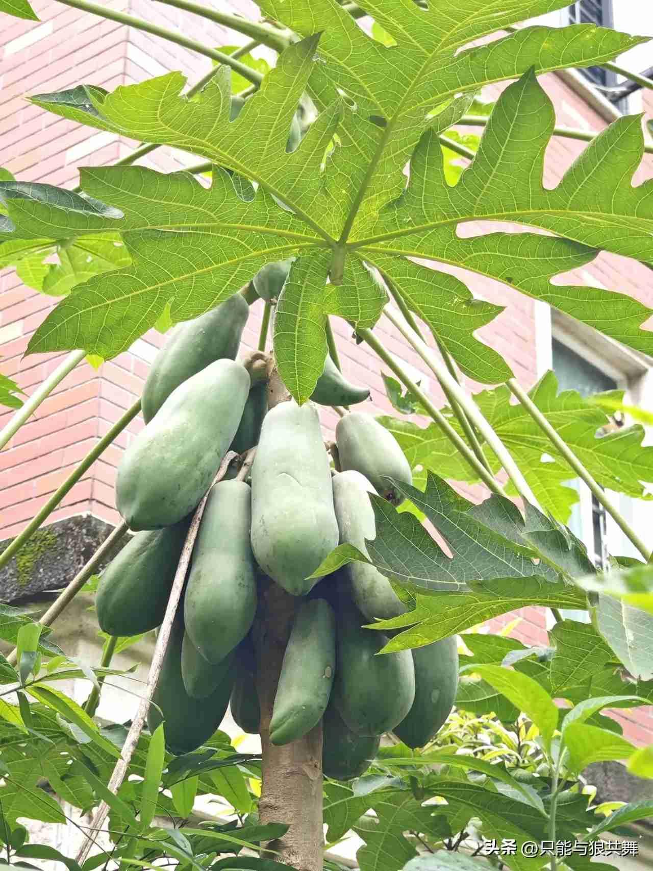 种一颗木瓜树，就实现了木瓜自由

去年初种下的木瓜苗，从去年底开始就一直硕果累累