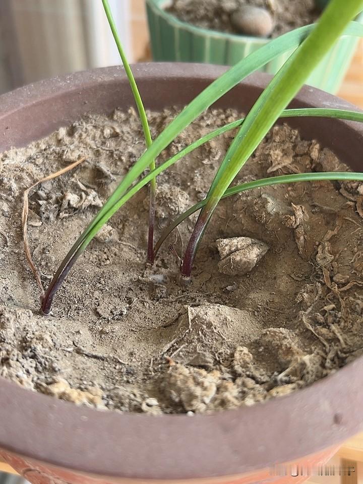 养了五六年的紫根兰，一直细细小小的，一片叶子努力生长，就是半点花影不见。耐心耗了