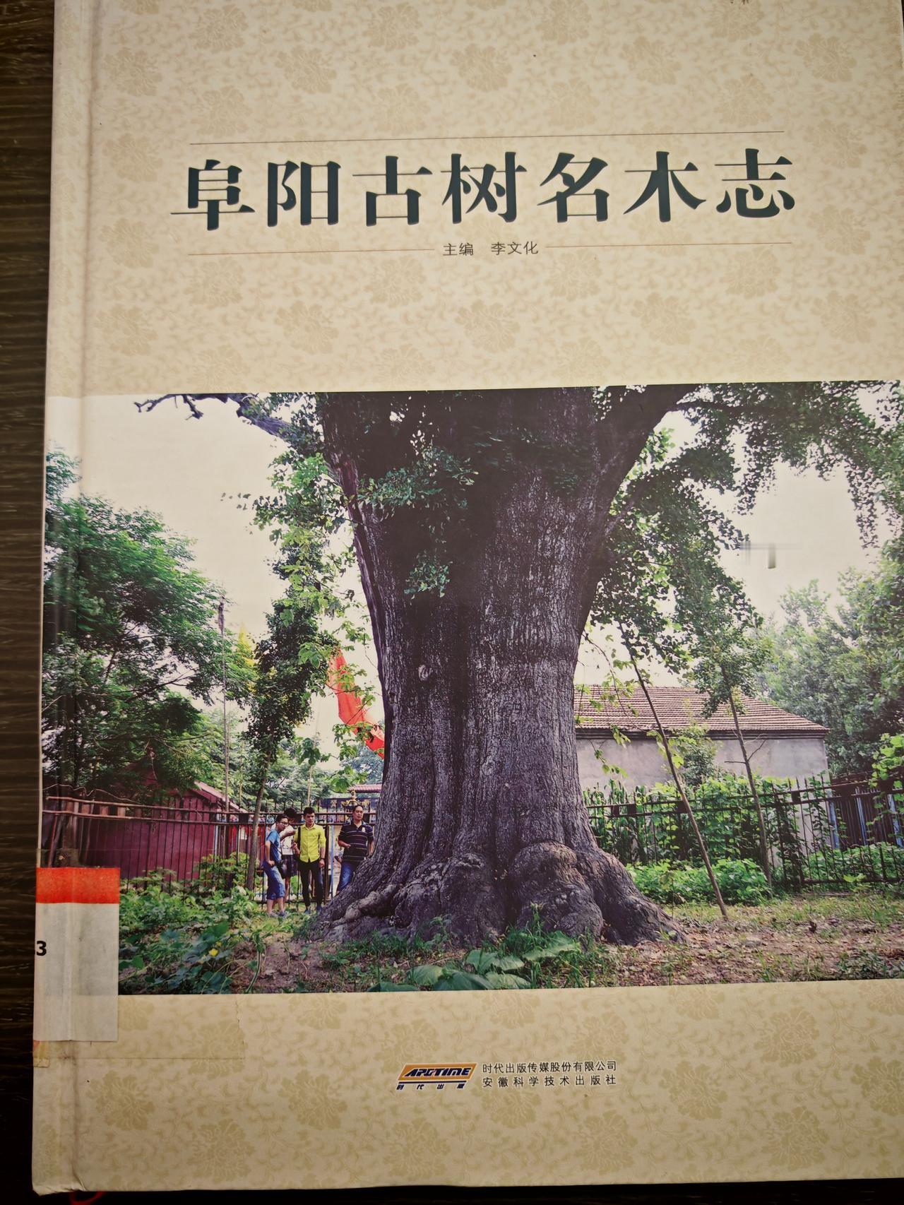 阜阳各地对古树的保护确实可圈可点。在颍上县，有一棵数百年树龄的银杏树，当地专门为