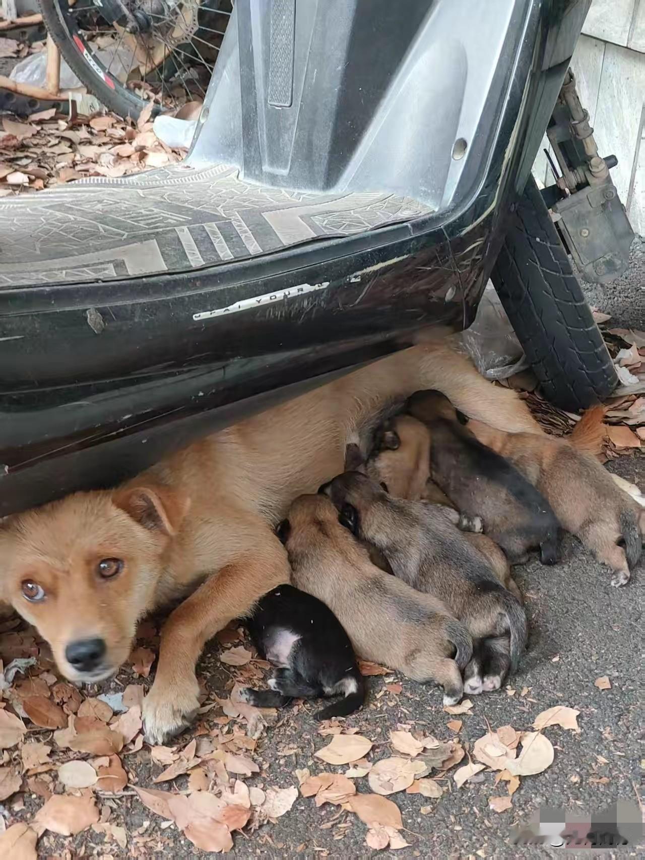 看到这条流浪狗，眼神惊恐的喂着自己的孩子，我的心瞬间又受不了了，悲悯之情油然而发