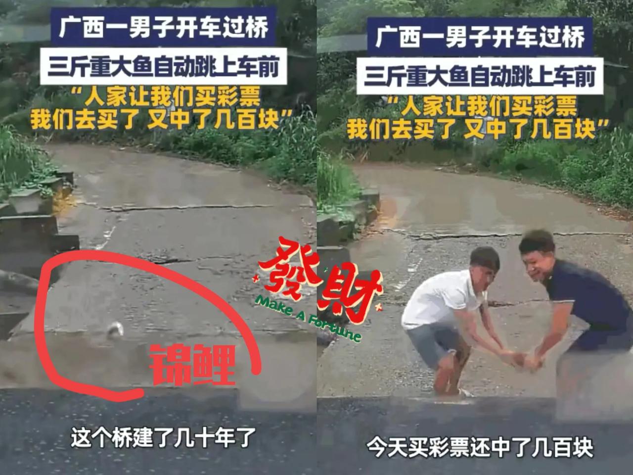 “这就是命啊！”9月9日，广西桂林，一男子开车过桥，冷不丁一条3斤重的大鱼从河里