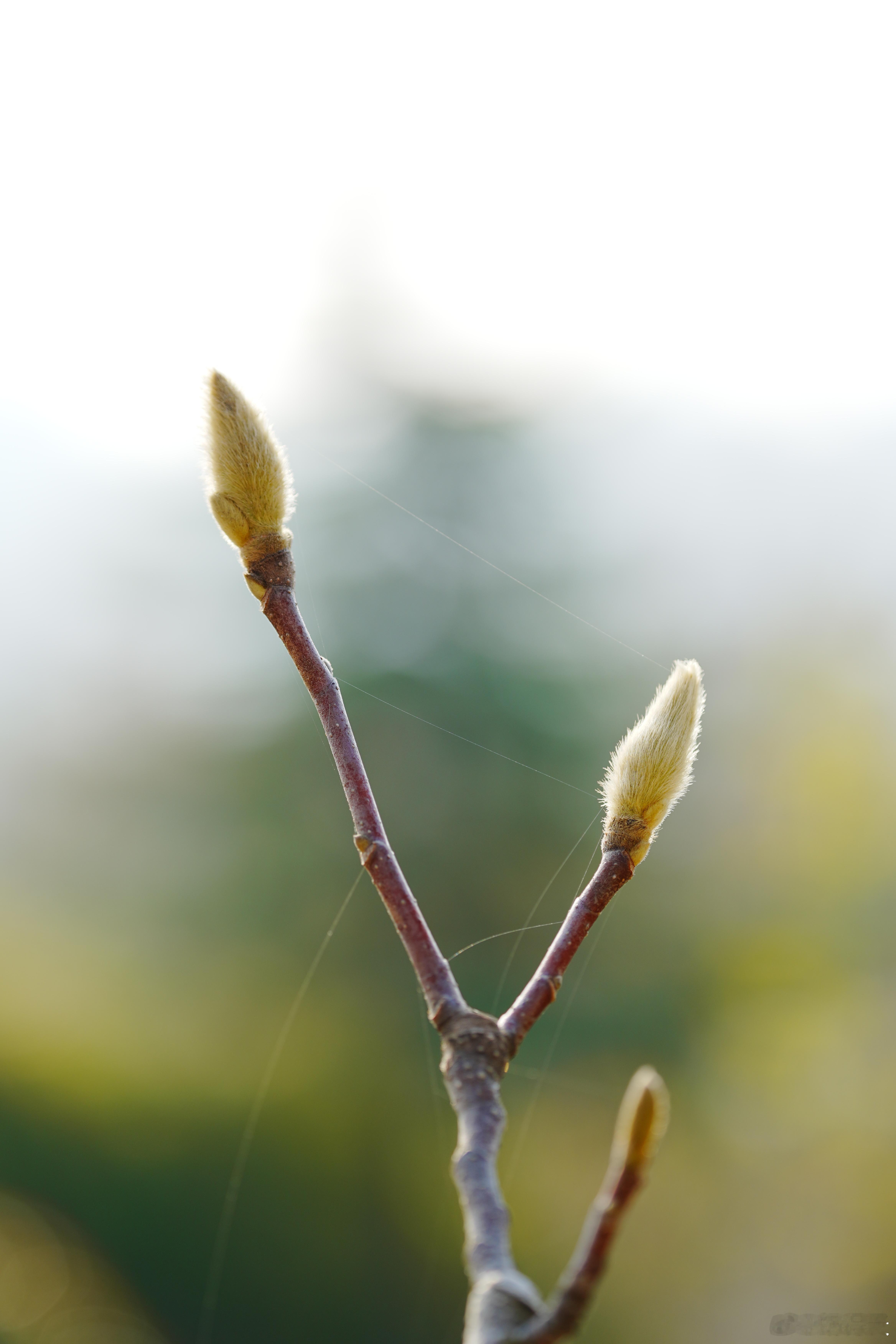 冬枝上裹着绒的玉兰苞，是春天写在风里的预告，轻轻柔柔，等一场绽放🌸蜗的摄影日记