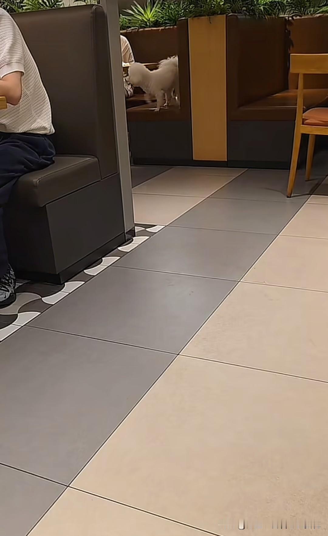 浙江某家火锅店宠物违规入店泛滥成灾，地上跑的，餐椅上坐的，只要有一只狗警觉地吠叫