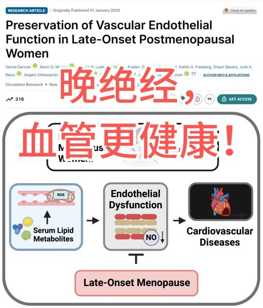 晚绝经，血管更健康！