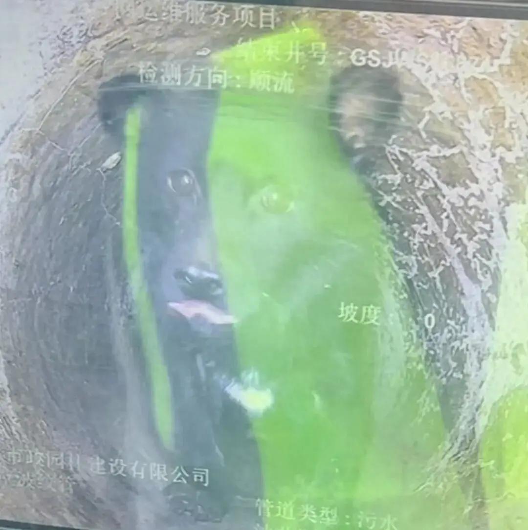 浙江永康，一位八旬老人发现有只小狗被困在下水道，他没办法把小狗救出来，就每天坚持
