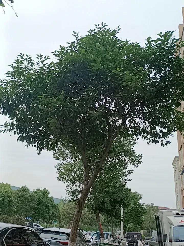春日生活打卡季春天来了，小树绿了，处处生机勃勃，带来了新的希望，祝我祝你祝大家，