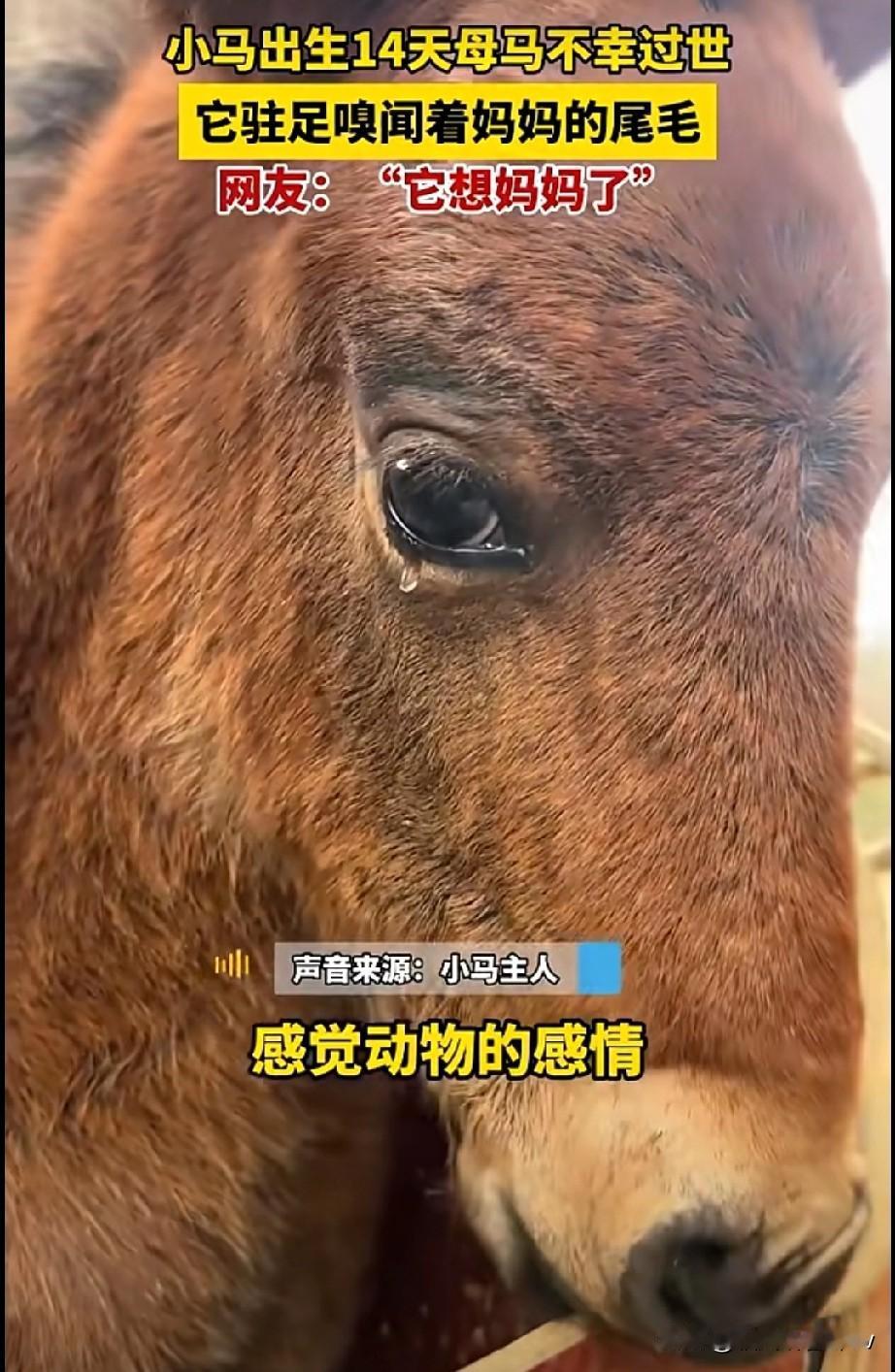 成都14天小马守着母马尾毛落泪 这幕谁看了不心疼
 
那是一只刚满14天的小马，
