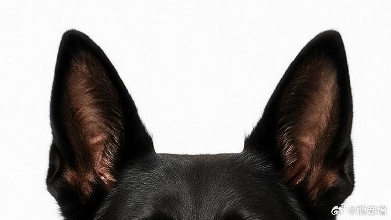 全网最全狗狗耳模板 