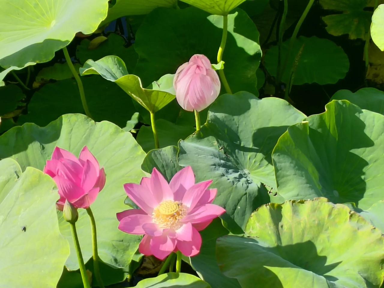 粉嫩荷花开满池塘，夏日清凉的美好时光。🌸🌿🌞荷花 荷香美景 荷花带花苞图片