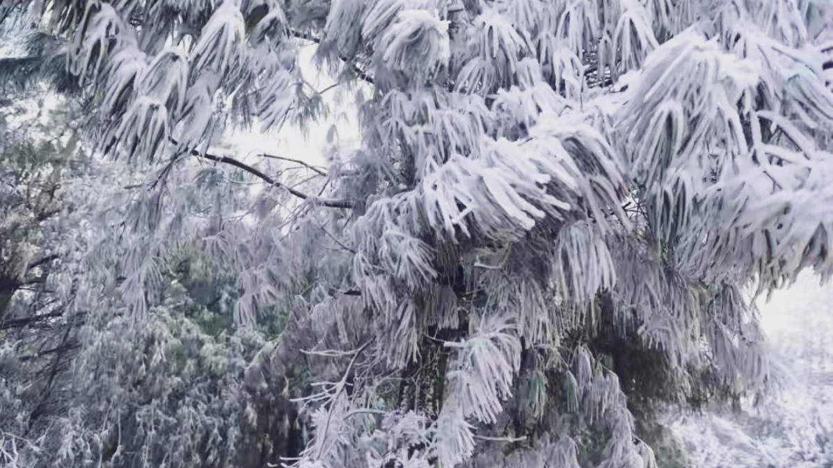 🔥昆明人狂喜！寻甸雾凇美成现实版冰雪童话！太漂亮啦。寒潮过后，六哨乡、苏撒坡密