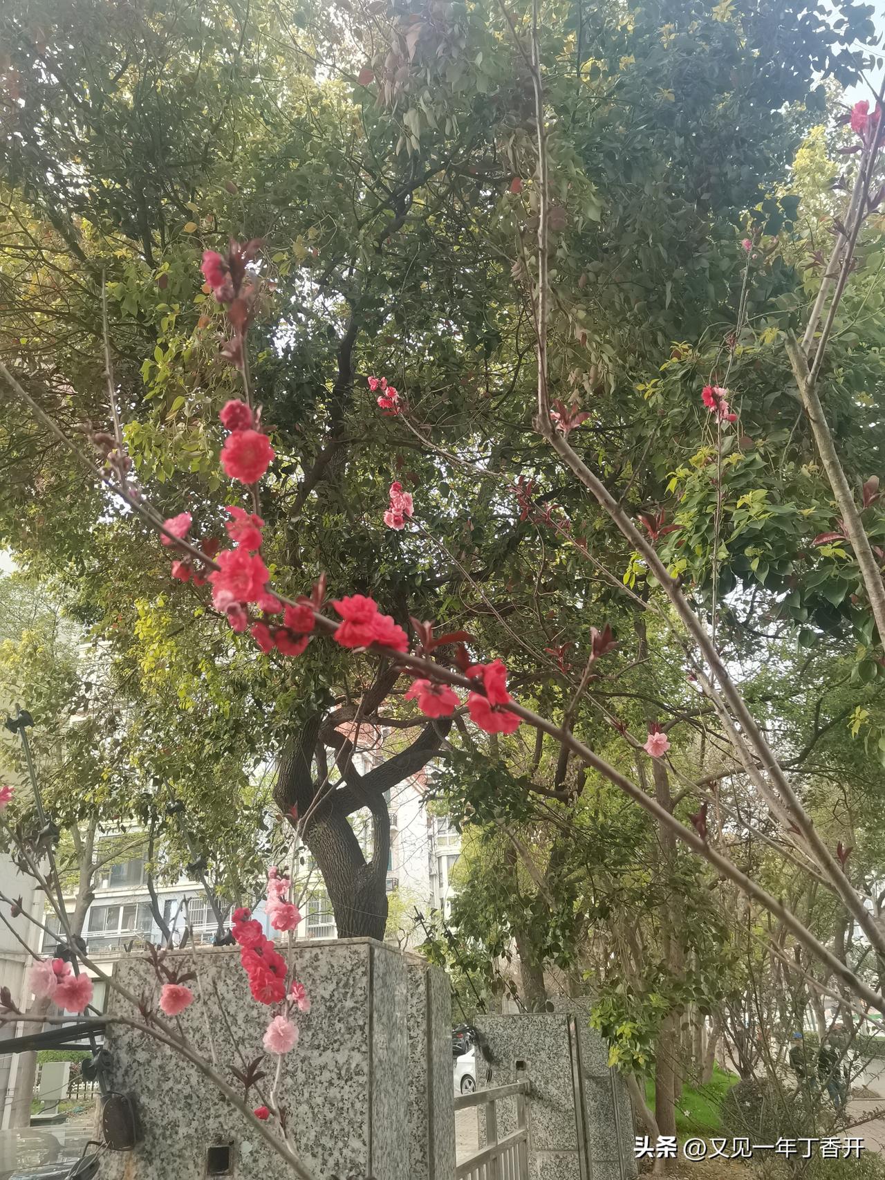 果然，老旧房子安装电梯进入邻里争吵阶段

楼上楼下住着真希望能好好相处

住建部