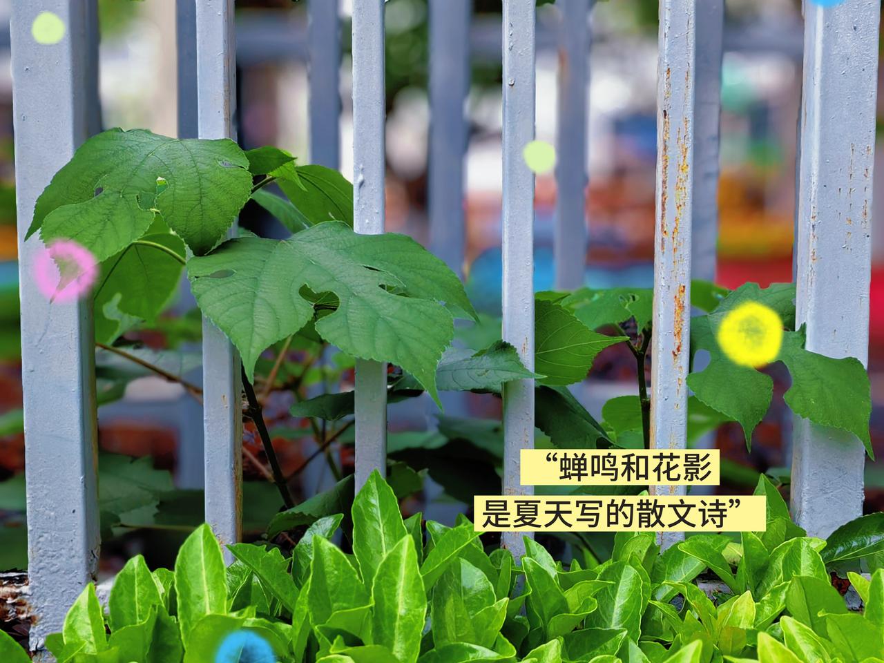 拒绝焦“绿”，
尽享夏日阴凉。
把心泡进
夏日的绿里，
凉丝丝的。