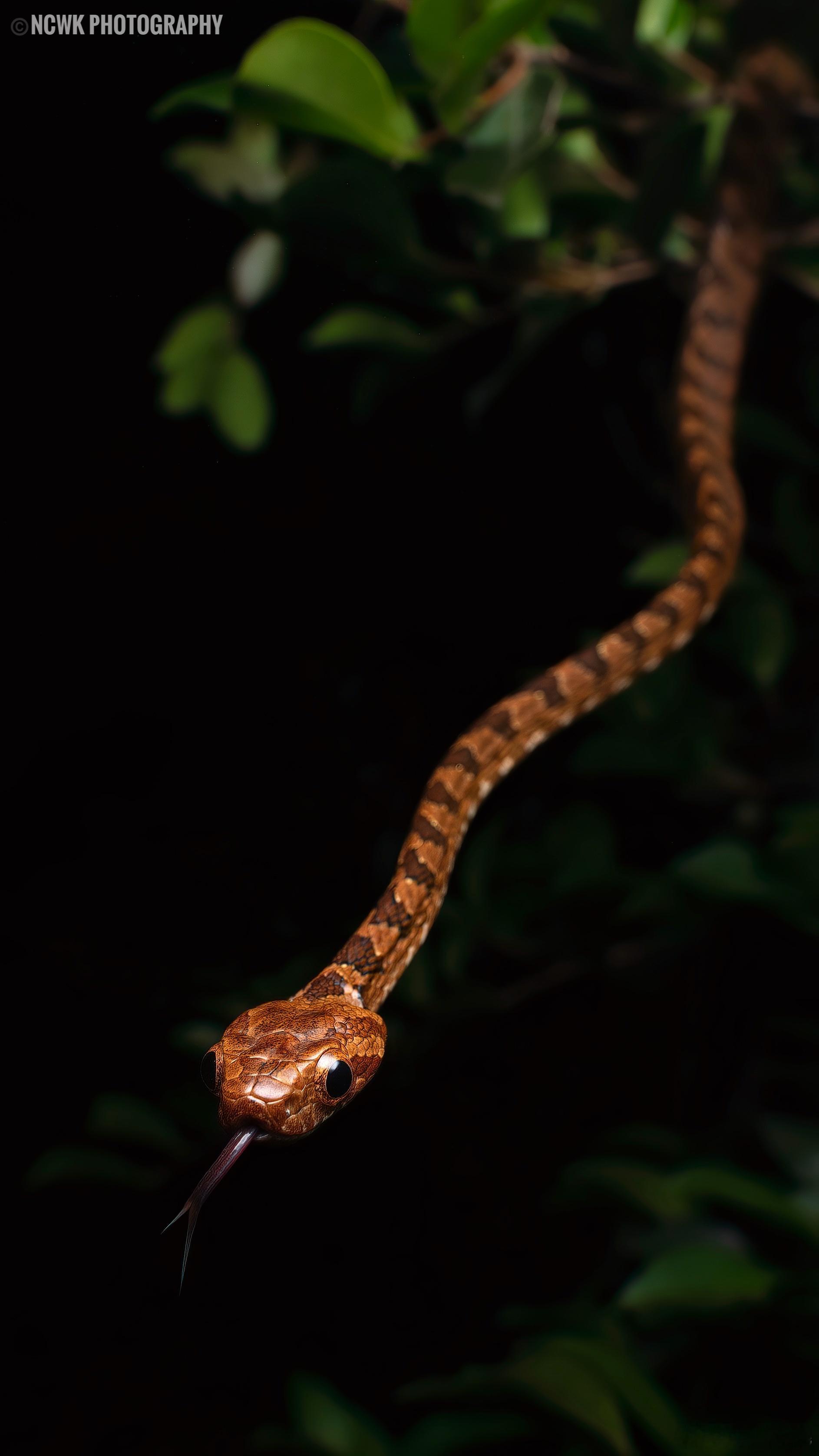 绞花林蛇2021/ 福建 试图找回对herping photograph的嗅觉，