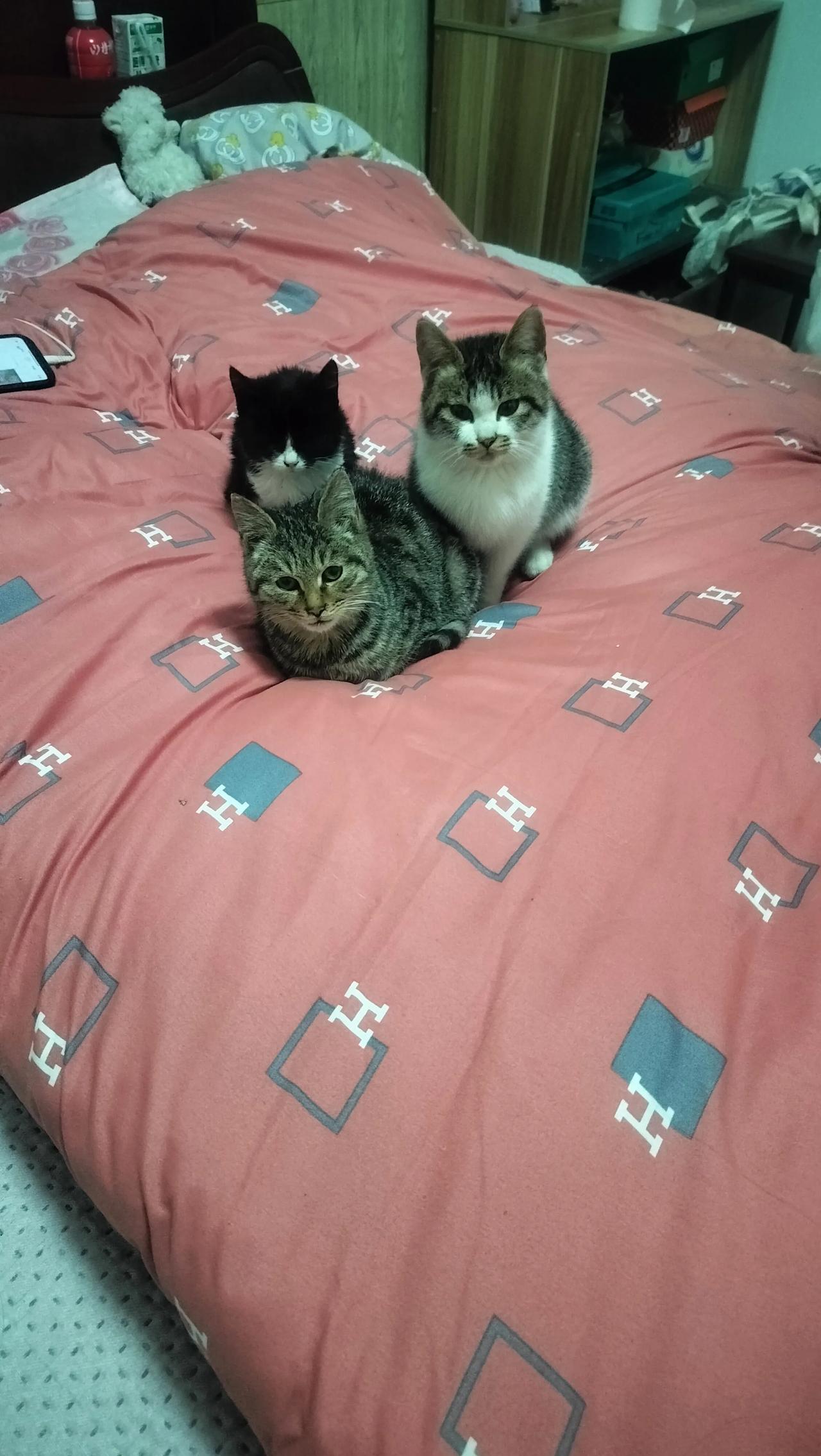 下班回家一掀被子，好家伙，仨毛孩子整整齐齐蹲成一小堆，直勾勾瞅着我，跟开家庭会议