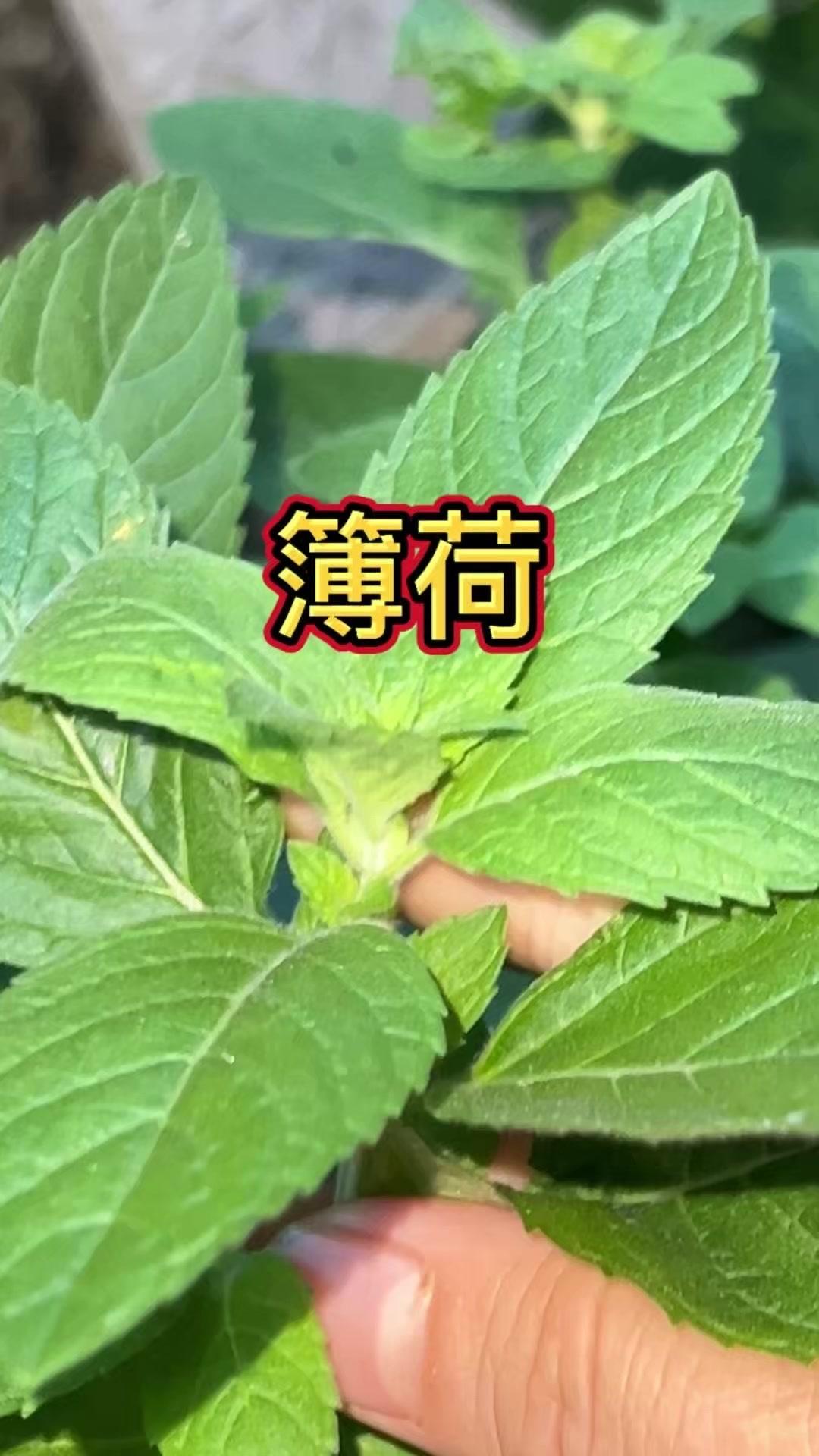 薄荷有清凉油般的味道，摘下来揉搓烂后能让蚊子不敢靠近，既能防蚊又能提神，绝对是夏