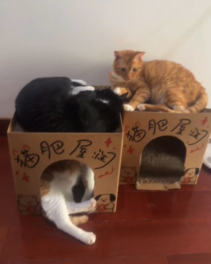 咱们睡大觉兴趣小组就是屁屁照相的呀，快来，我们给您留了最棒的位置！daily奶牛