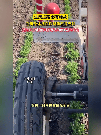 破防了！小鸟舍命拦犁，只为护住窝里的蛋
 
谁说弱小无胆量？近日广东田间，一只鸟
