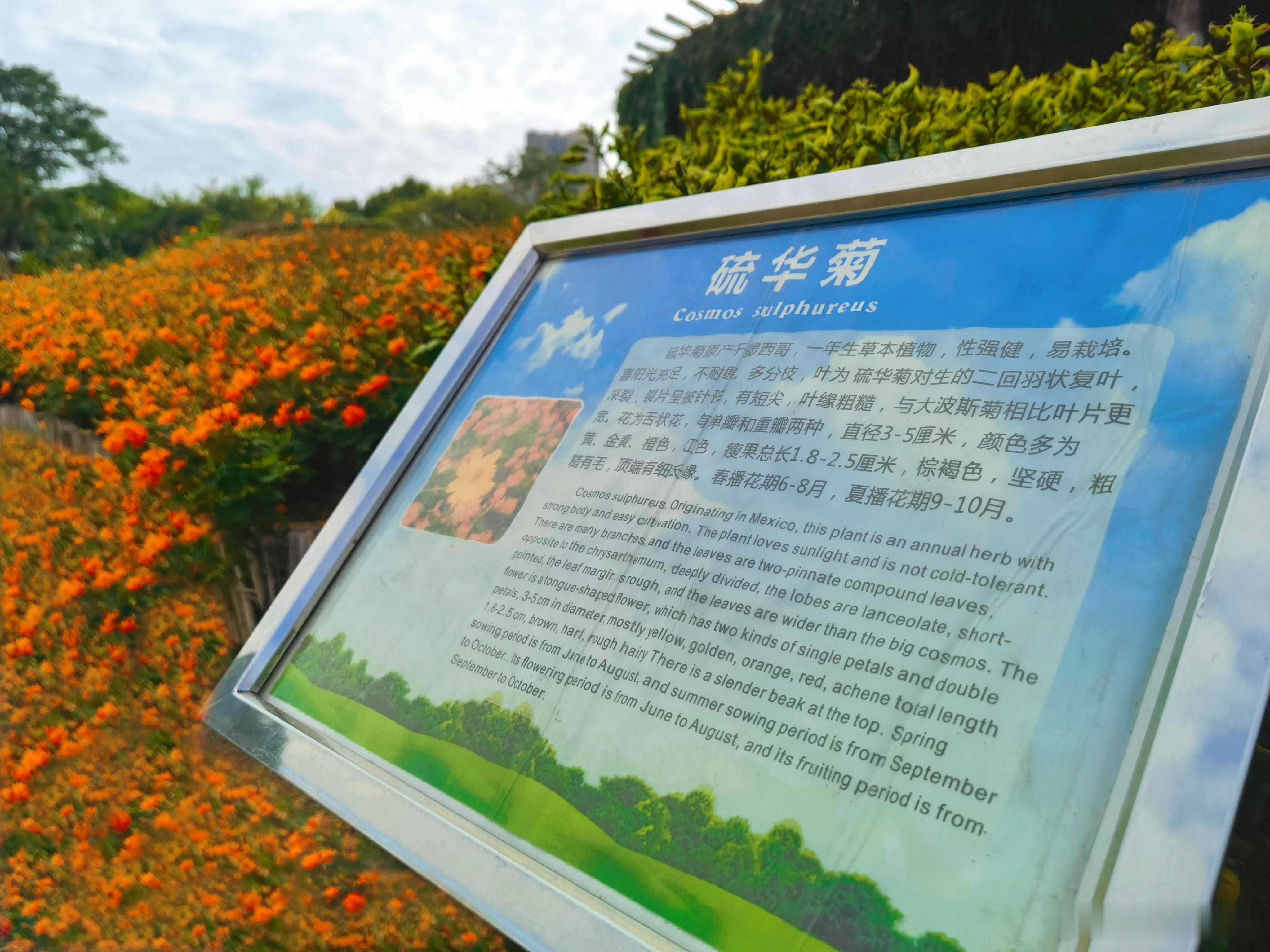 佛山千灯湖的橘色浪漫。十一月的广东依旧是暖意十足、也是佛山千灯湖的硫华菊开得最美