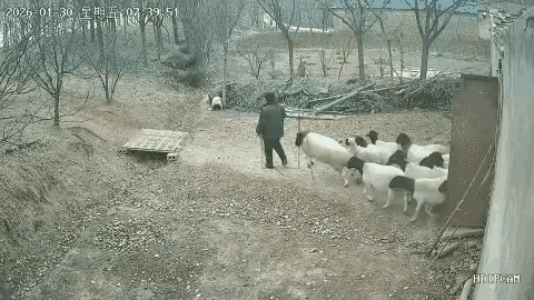 难以想象，羊，不言语，性情温顺，长着一副忠厚老实的外表。可这只羊的内心却藏着狼心