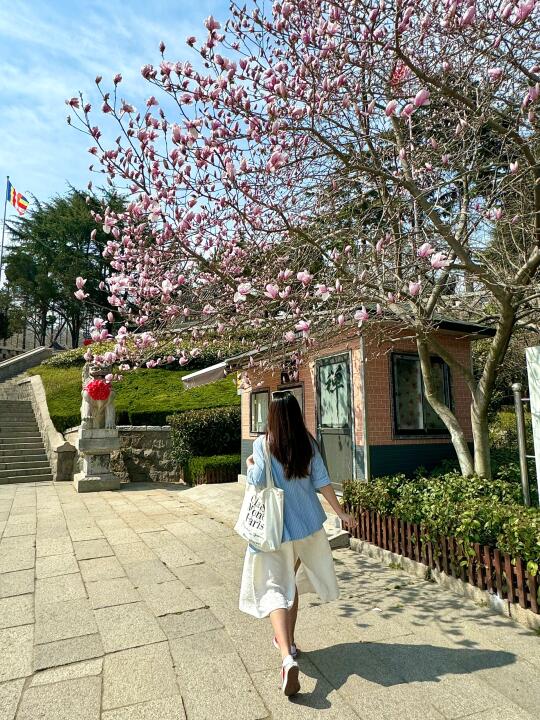 3.28实况！青岛玉兰花开了…citywalk路线
