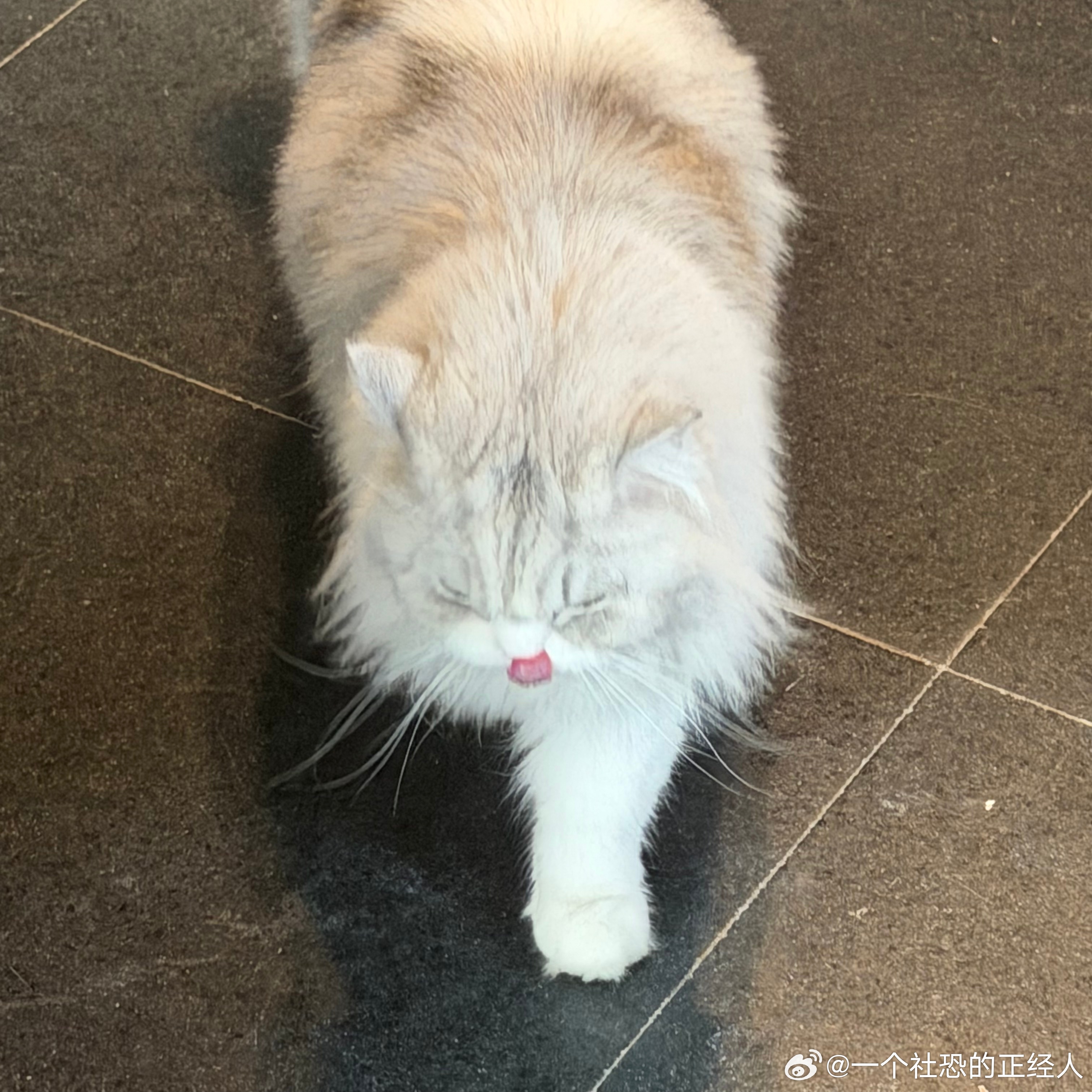 不丢可爱的小舌头😺 