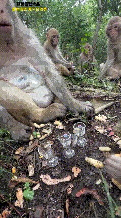 猴哥喝完这三杯，该去大闹天宫了吧！
看样子猴哥的酒量还是很不错的，一杯接一杯，还
