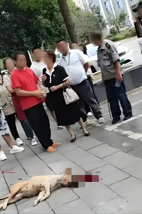 大妈遛狗时没有给大型犬拴绳，没想到狗突然冲向路人，死死咬住男子的胳膊不松口，男子