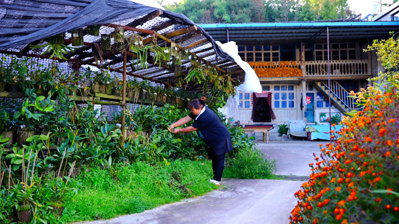日均销售1000余单，龙陵农家小院电商直播催生庭院经济发展
