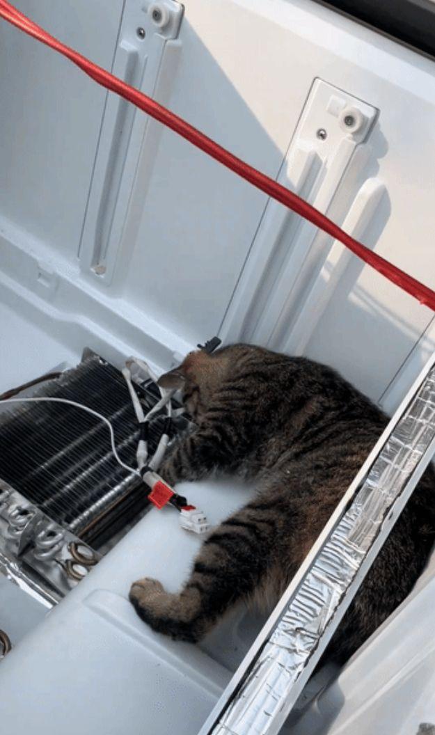 “笑哭了！”河南，一男子在店里修家电，刚拆开外壳，家里的狸花猫一头扎进去就是一顿