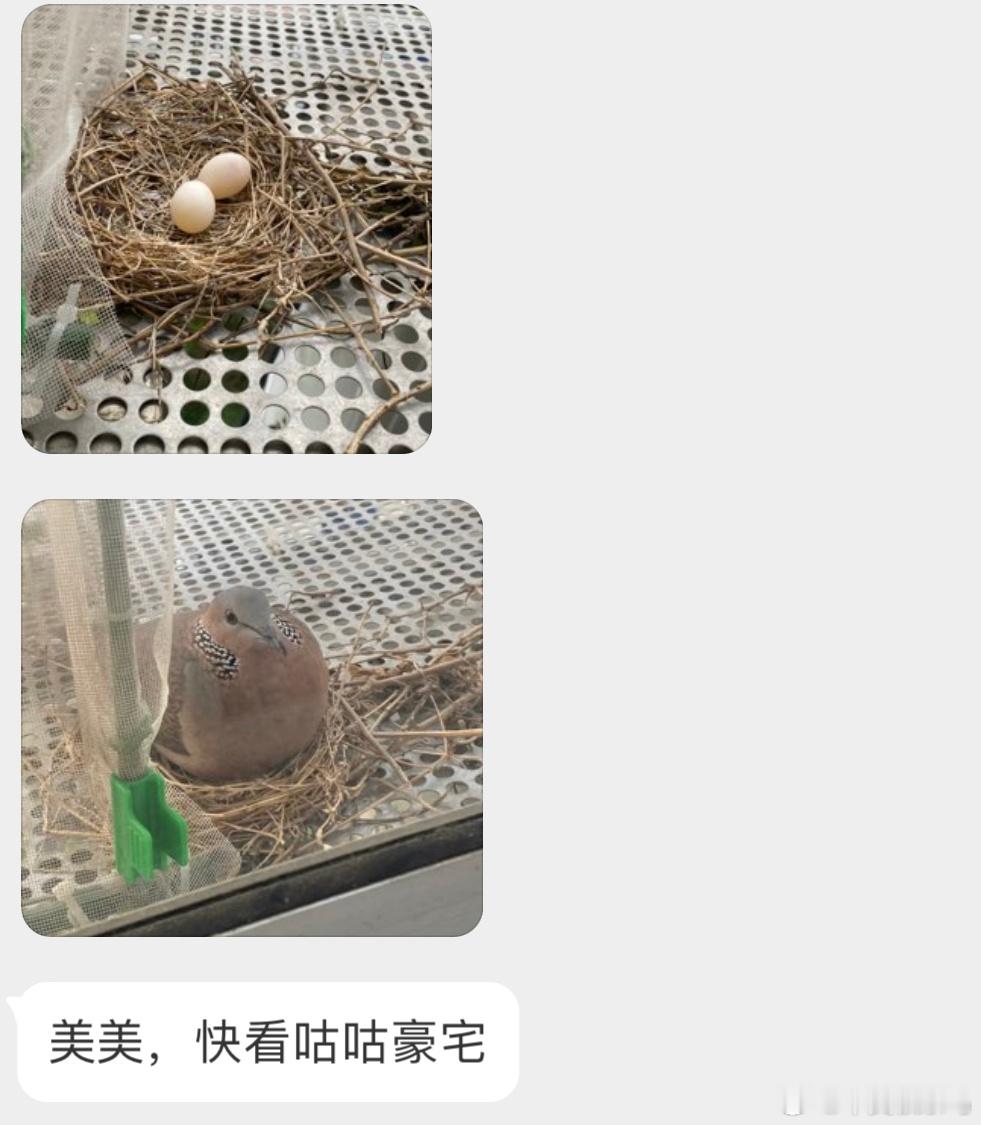 一级建造鸠珠颈斑鸠是出息了！ ​​​