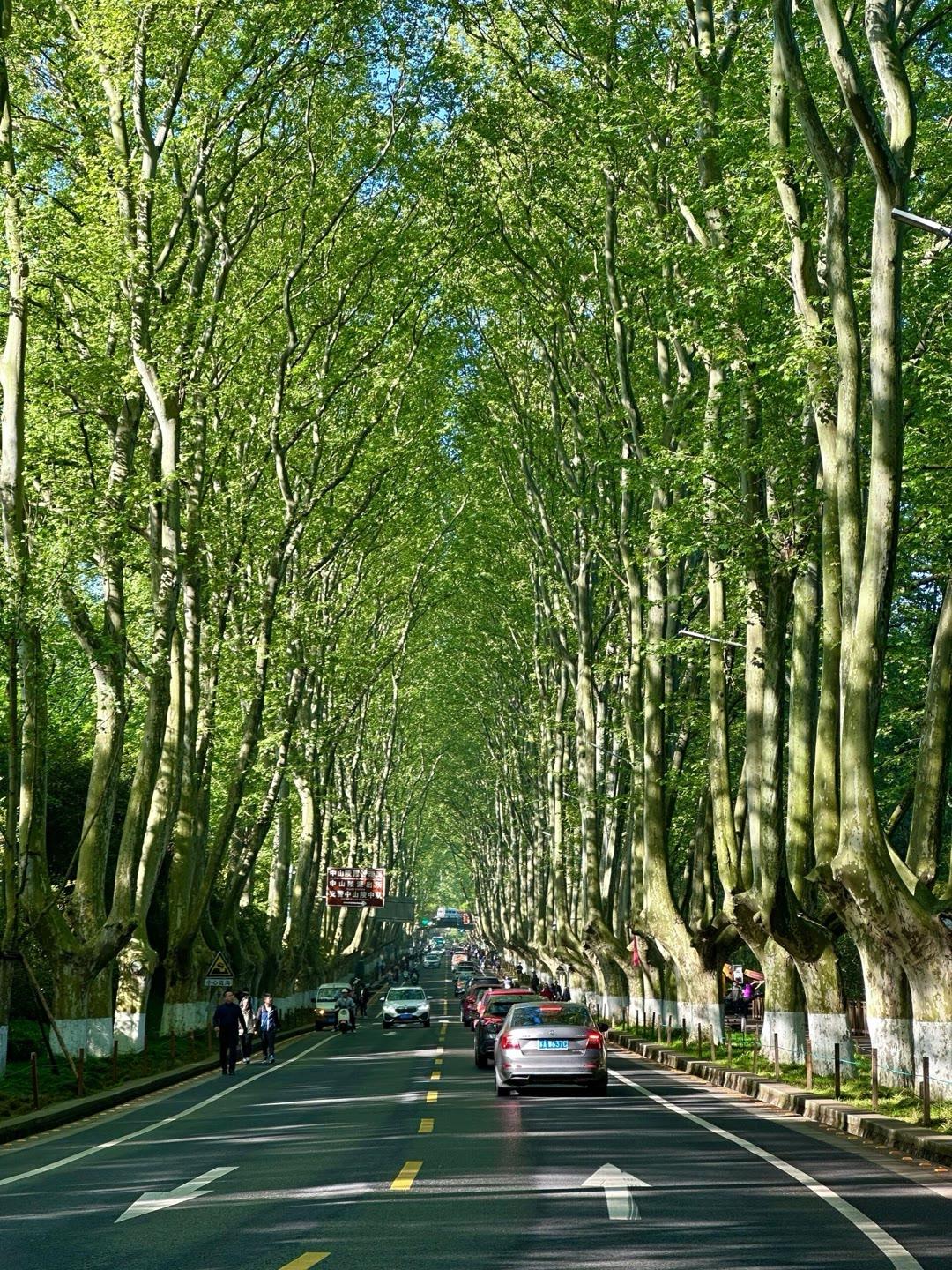 南京的梧桐，从不失约。