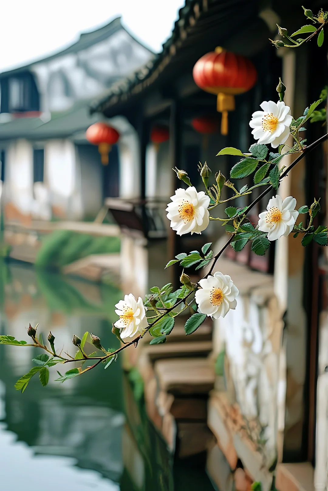 水乡蔷薇，色彩斑斓