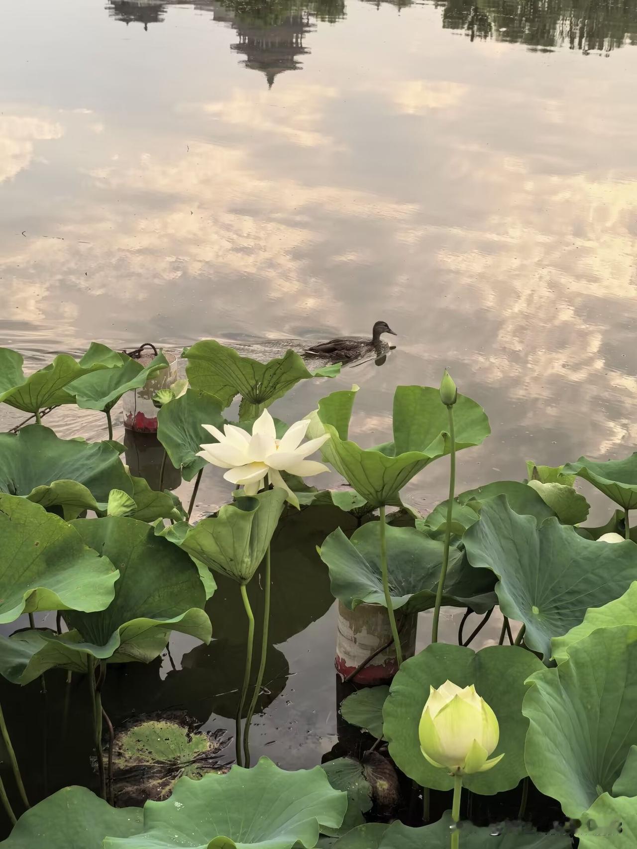 【鹧鸪天·荷】
                
             

