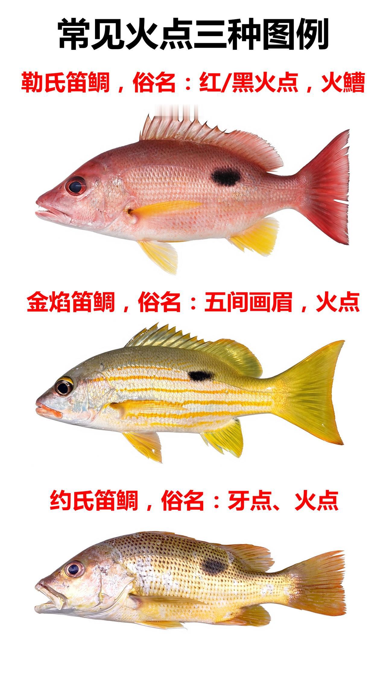 常见火点三种，你都吃过了吗？

海鲜科普 海鱼 钓鱼
