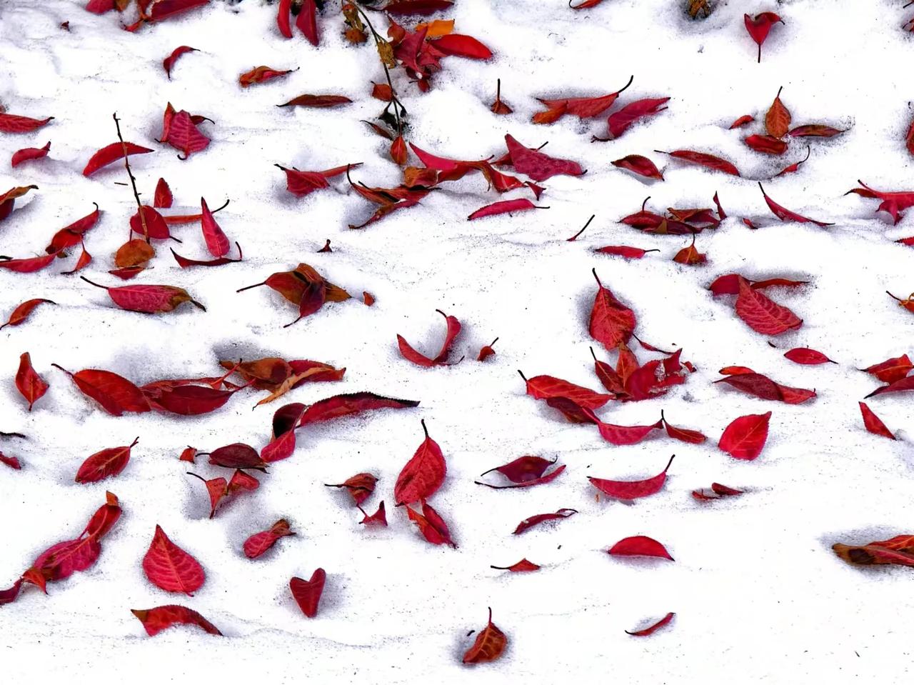 休闲时光一一白雪覆盖着红叶。

金黄的芦苇在风中摇曳，映衬着红墙和屋顶上的白雪，