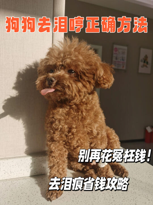 小狗狗🐶泪痕说退就退