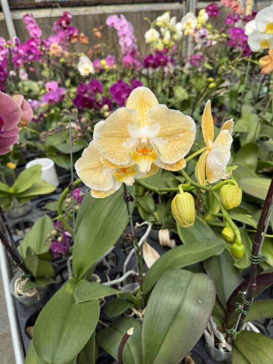 花径11公分的一碗芒果冰沙